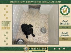 Shelter Stray Male Dog last seen Lake Andrew Boulevard, Viera, FL, 32940, 5100 W Eau Gallie Blvd, Melbourne, FL 32934, USA