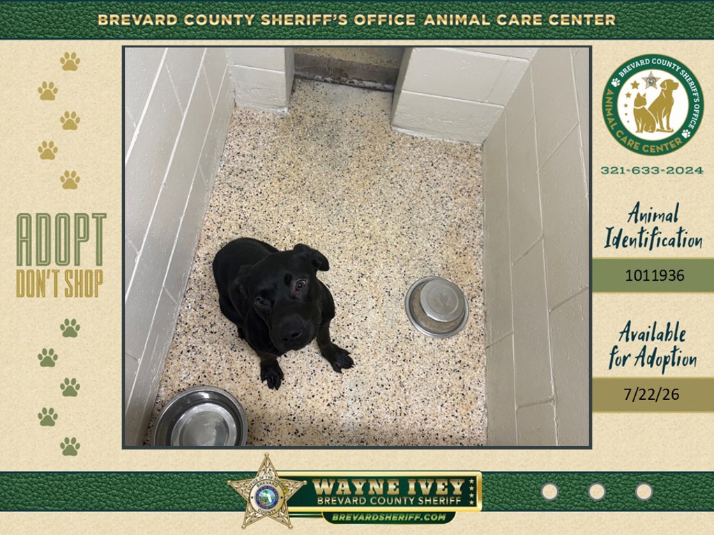 Shelter Stray Male Dog last seen Lake Andrew Boulevard, Viera, FL, 32940, 5100 W Eau Gallie Blvd, Melbourne, FL 32934, USA
