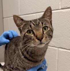 Shelter Stray Male Cat last seen Mississippi and Marshall, Lakewood, CO, 80226, 580 McIntyre St, Golden, CO 80401, USA