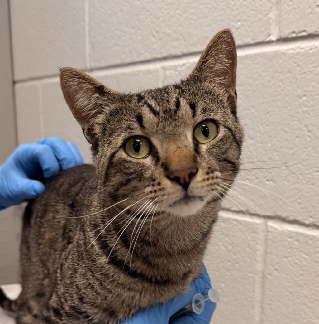 Shelter Stray Male Cat last seen Mississippi and Marshall, Lakewood, CO, 80226, 580 McIntyre St, Golden, CO 80401, USA