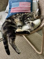 Lost Male Cat last seen Cantigny Woods Neighborhood, Winfield, IL 60190