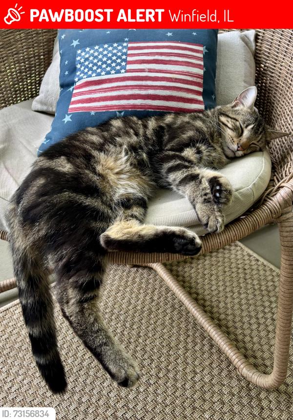 Lost Male Cat last seen Cantigny Woods Neighborhood, Winfield, IL 60190