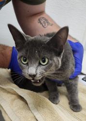Shelter Stray Female Cat last seen Knechtel Way, BAINBRIDGE ISLAND, WA, 98110, 9167 Dickey Rd NW, Silverdale, WA 98383, USA