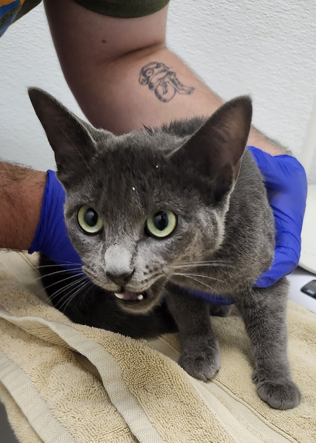 Shelter Stray Female Cat last seen Knechtel Way, BAINBRIDGE ISLAND, WA, 98110, 9167 Dickey Rd NW, Silverdale, WA 98383, USA