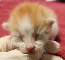 Shelter Stray Male Cat last seen Near Daily Drive, SAN LEANDRO, CA, 94577, 8323 Baldwin St, Oakland, CA 94621, USA