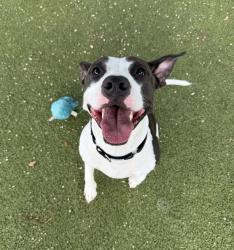 Shelter Stray Female Dog last seen n/a, AUSTIN, TX, 78745, 7201 Levander Loop bldg a, Austin, TX 78702, USA