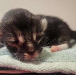 Shelter Stray Female Cat last seen Near Daily Drive, SAN LEANDRO, CA, 94577, 8323 Baldwin St, Oakland, CA 94621, USA