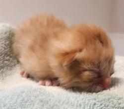 Shelter Stray Male Cat last seen Near Daily Drive, SAN LEANDRO, CA, 94577, 8323 Baldwin St, Oakland, CA 94621, USA