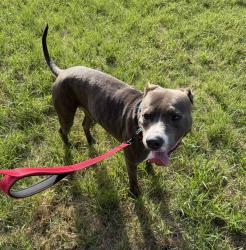 Shelter Stray Male Dog last seen Near Levander Loop, AUSTIN, TX, 78702, 7201 Levander Loop bldg a, Austin, TX 78702, USA