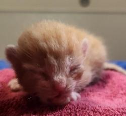 Shelter Stray Female Cat last seen Near Daily Drive, SAN LEANDRO, CA, 94577, 8323 Baldwin St, Oakland, CA 94621, USA