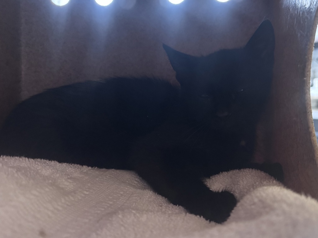 Shelter Stray Unknown Cat last seen Near S Bending River Road, SALT LAKE CITY, UT, 84104, 511 W 3900 S, Salt Lake City, UT 84123, USA