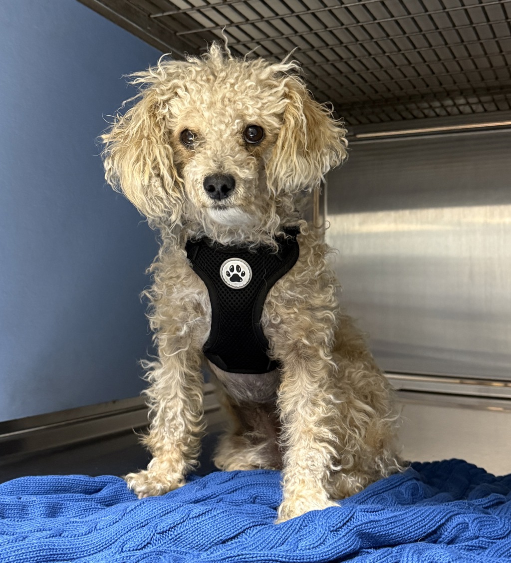 Shelter Stray Male Dog last seen Univeristy Avenue, San Diego, CA, 92103, 5500 Gaines St, San Diego, CA 92110, USA