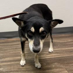 Shelter Stray Female Dog last seen Dairymart Road, San Diego, CA, 92154, 5500 Gaines St, San Diego, CA 92110, USA