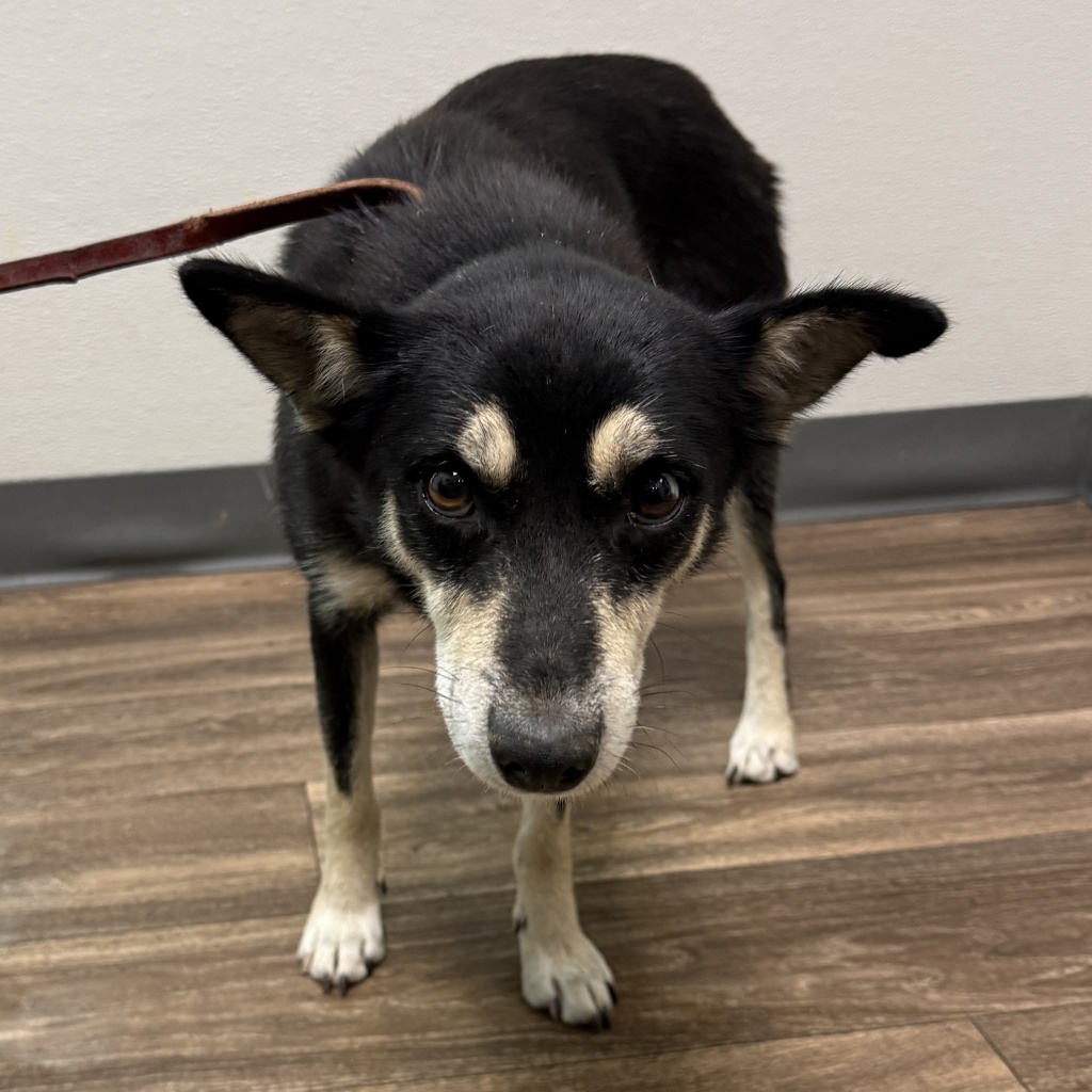Shelter Stray Female Dog last seen Dairymart Road, San Diego, CA, 92154, 5500 Gaines St, San Diego, CA 92110, USA