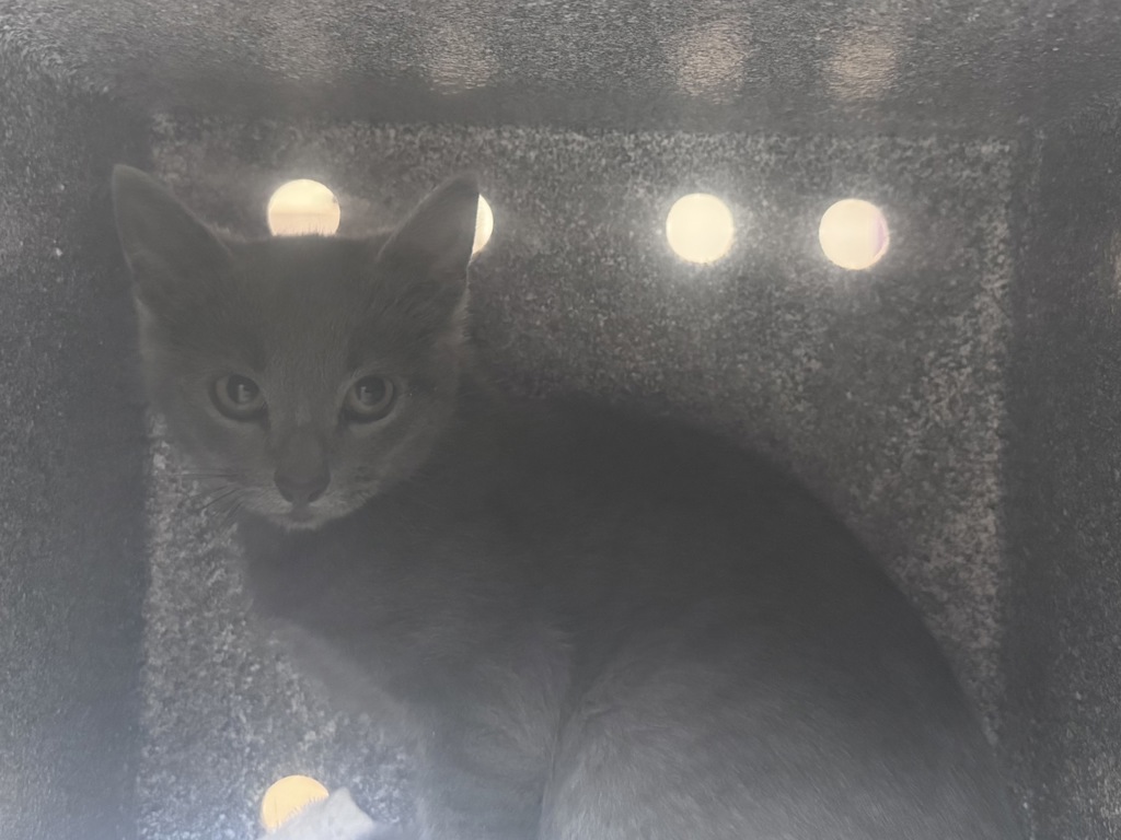 Shelter Stray Female Cat last seen Near S Bending River Road, SALT LAKE CITY, UT, 84104, 511 W 3900 S, Salt Lake City, UT 84123, USA