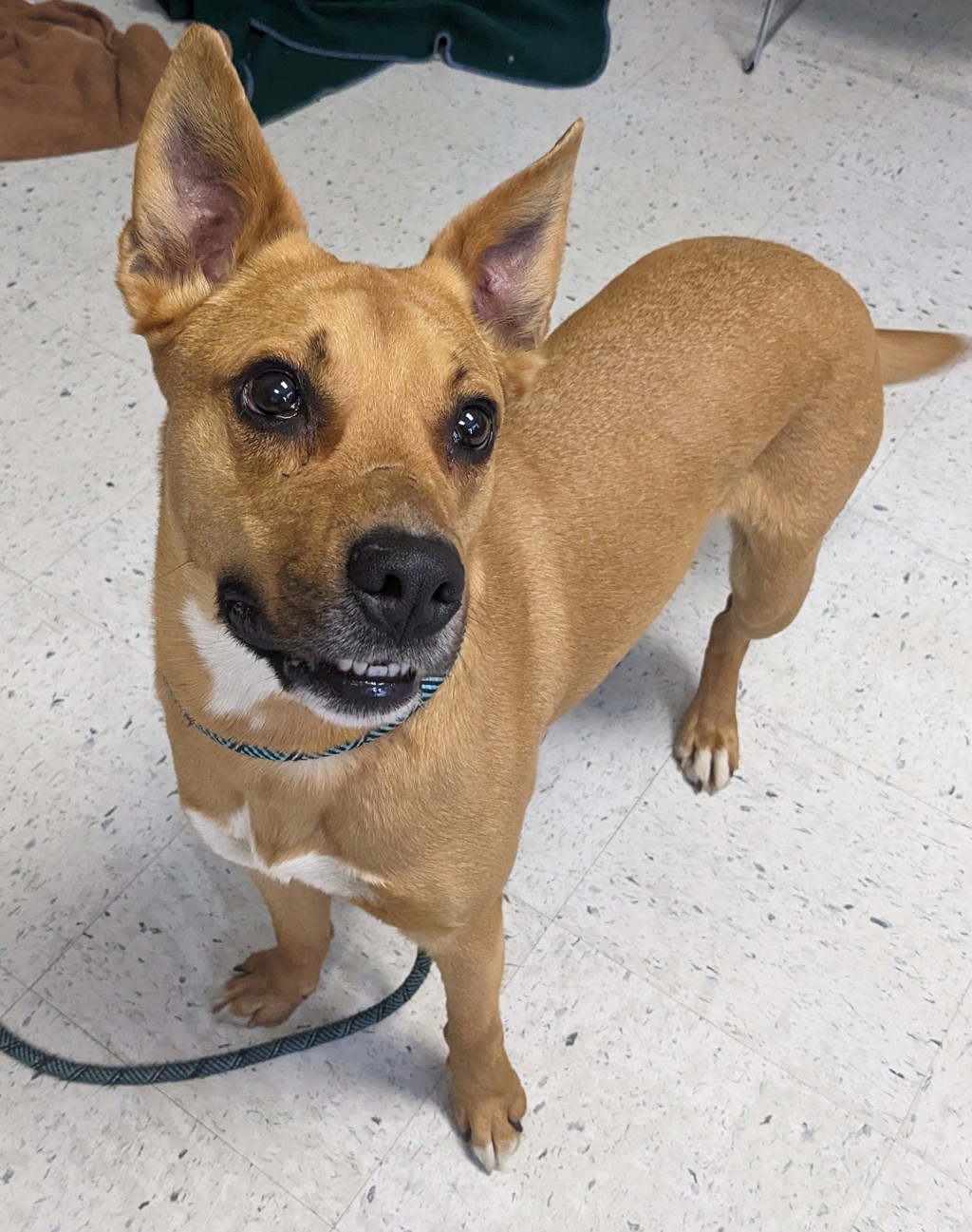 Shelter Stray Male Dog last seen Near W Edith Drive, Magna Township, UT, 84044, 511 W 3900 S, Salt Lake City, UT 84123, USA