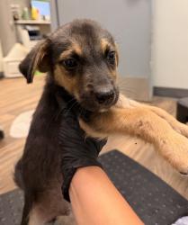 Shelter Stray Male Dog last seen Dairymart Road, San Diego, CA, 92154, 5500 Gaines St, San Diego, CA 92110, USA