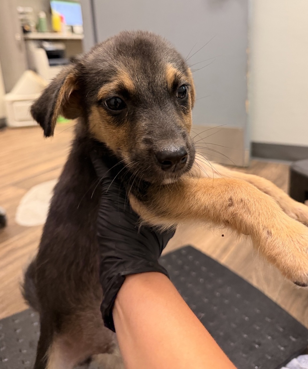 Shelter Stray Male Dog last seen Dairymart Road, San Diego, CA, 92154, 5500 Gaines St, San Diego, CA 92110, USA