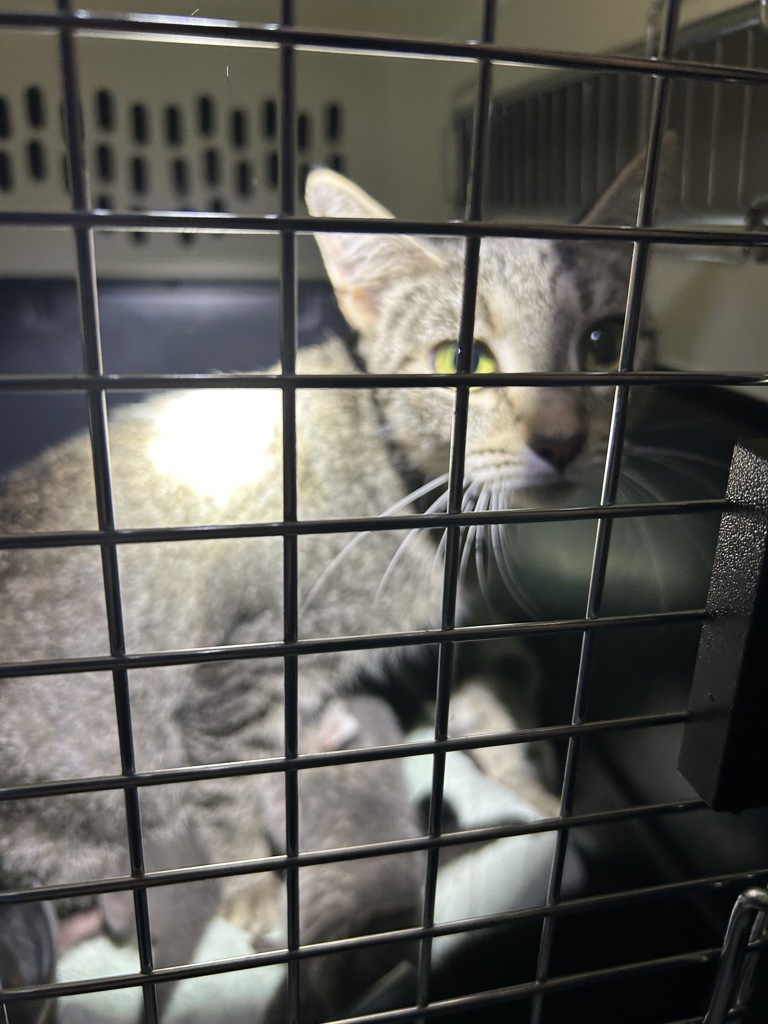 Shelter Stray Female Cat last seen Near King William Road, VIRGINIA BEACH, VA, 23455, 341 S Birdneck Rd, Virginia Beach, VA 23451, USA