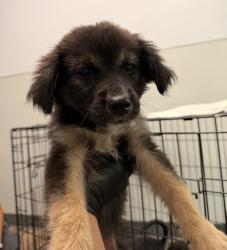 Shelter Stray Female Dog last seen Dairymart Road, San Diego, CA, 92154, 5500 Gaines St, San Diego, CA 92110, USA