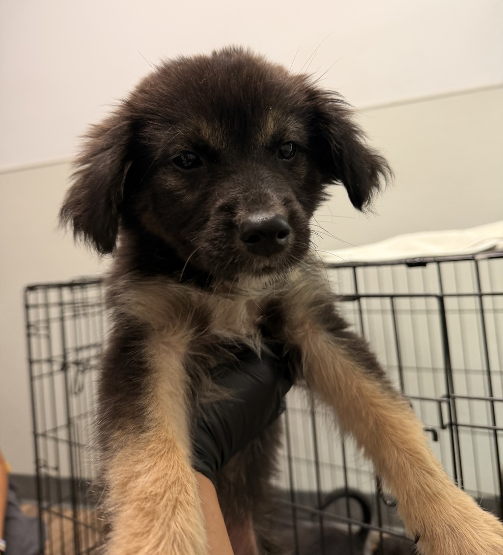 Shelter Stray Female Dog last seen Dairymart Road, San Diego, CA, 92154, 5500 Gaines St, San Diego, CA 92110, USA