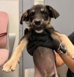 Shelter Stray Female Dog last seen Dairymart Road, San Diego, CA, 92154, 5500 Gaines St, San Diego, CA 92110, USA
