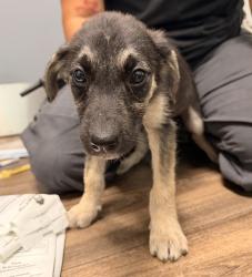 Shelter Stray Female Dog last seen Dairymart Road, San Diego, CA, 92154, 5500 Gaines St, San Diego, CA 92110, USA