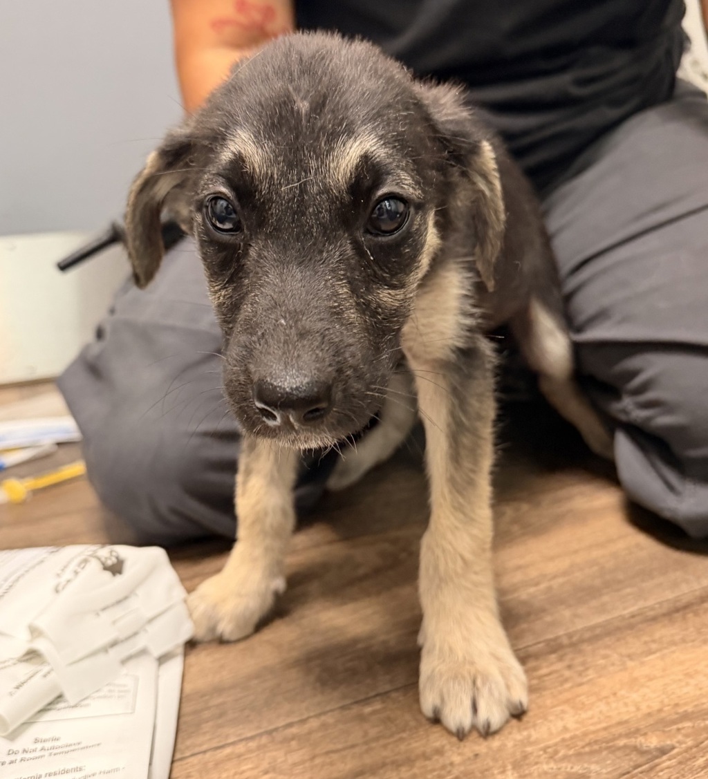Shelter Stray Female Dog last seen Dairymart Road, San Diego, CA, 92154, 5500 Gaines St, San Diego, CA 92110, USA
