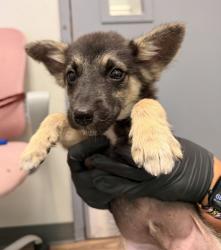 Shelter Stray Male Dog last seen Dairymart Road, San Diego, CA, 92154, 5500 Gaines St, San Diego, CA 92110, USA