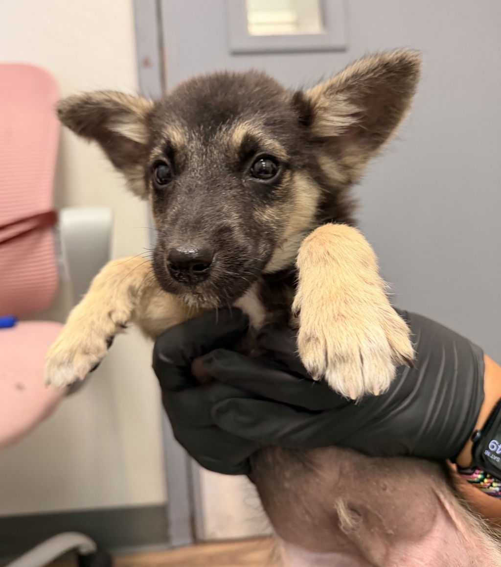 Shelter Stray Male Dog last seen Dairymart Road, San Diego, CA, 92154, 5500 Gaines St, San Diego, CA 92110, USA