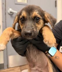 Shelter Stray Male Dog last seen Dairymart Road, San Diego, CA, 92154, 5500 Gaines St, San Diego, CA 92110, USA