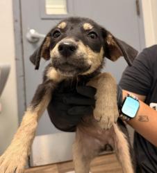 Shelter Stray Female Dog last seen Dairymart Road, San Diego, CA, 92154, 5500 Gaines St, San Diego, CA 92110, USA