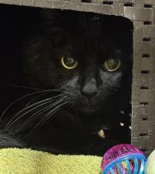 Shelter Stray Unknown Cat last seen Near E Bedivere Drive, SPOKANE, WA, 99218, 6815 E Trent Ave, Spokane, WA 99212, USA