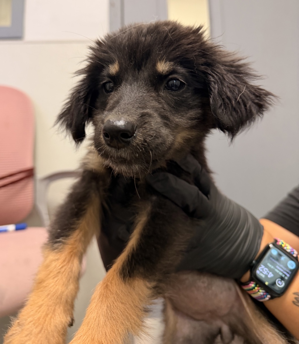 Shelter Stray Female Dog last seen Dairymart Road, San Diego, CA, 92154, 5500 Gaines St, San Diego, CA 92110, USA