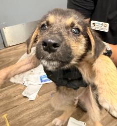 Shelter Stray Male Dog last seen Dairymart Road, San Diego, CA, 92154, 5500 Gaines St, San Diego, CA 92110, USA