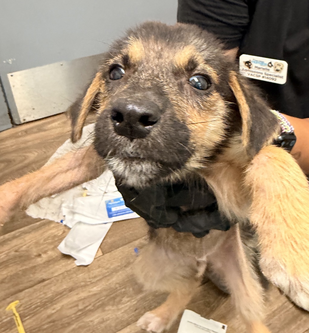 Shelter Stray Male Dog last seen Dairymart Road, San Diego, CA, 92154, 5500 Gaines St, San Diego, CA 92110, USA