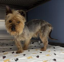 Shelter Stray Male Dog last seen Del Sol Boulevard, San Diego, CA, 92154, 5500 Gaines St, San Diego, CA 92110, USA