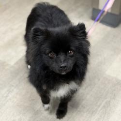 Shelter Stray Male Dog last seen J st, San Diego, CA, 92102, 5500 Gaines St, San Diego, CA 92110, USA