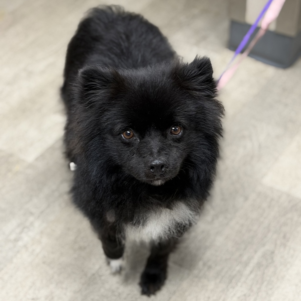 Shelter Stray Male Dog last seen J st, San Diego, CA, 92102, 5500 Gaines St, San Diego, CA 92110, USA
