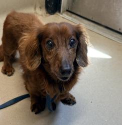 Shelter Stray Male Dog last seen Near Guava Avenue, La Mesa, CA, 91942, El Cajon, CA 92020, USA
