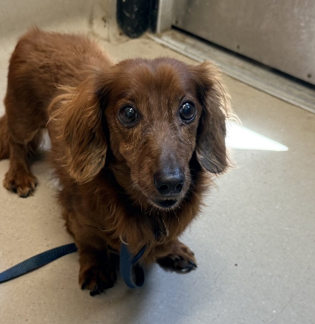 Shelter Stray Male Dog last seen Near Guava Avenue, La Mesa, CA, 91942, El Cajon, CA 92020, USA