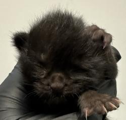Shelter Stray Female Cat last seen Bluehaven Ct., San Diego, CA, 92154, 5500 Gaines St, San Diego, CA 92110, USA