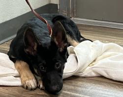 Shelter Stray Male Dog last seen Near E Mission Bay Drive, San Diego, CA, 92109, 5500 Gaines St, San Diego, CA 92110, USA