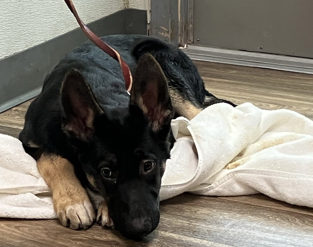 Shelter Stray Male Dog last seen Near E Mission Bay Drive, San Diego, CA, 92109, 5500 Gaines St, San Diego, CA 92110, USA