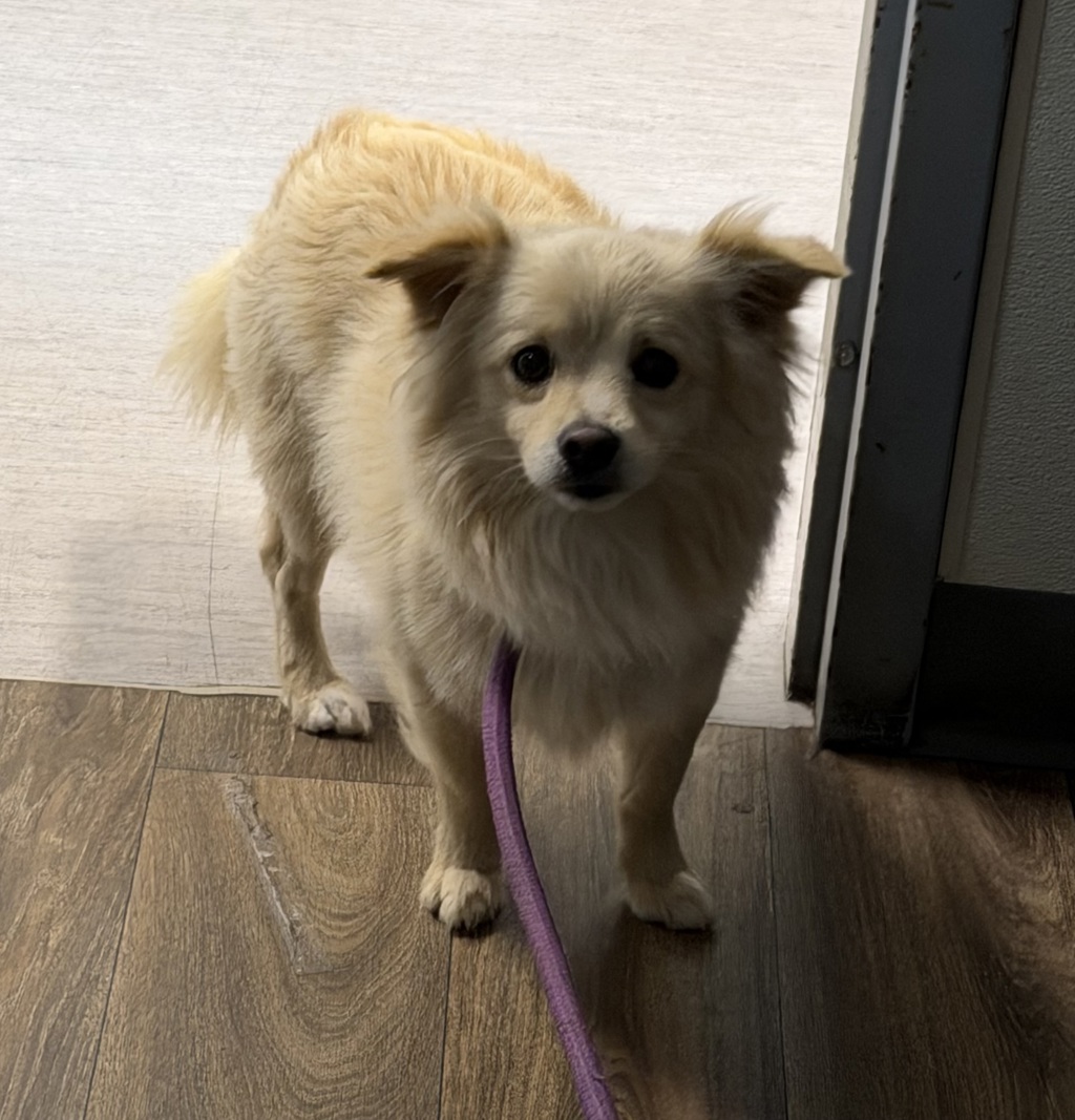 Shelter Stray Male Dog last seen Near Lisbon Street, San Diego, CA, 92114, 5500 Gaines St, San Diego, CA 92110, USA