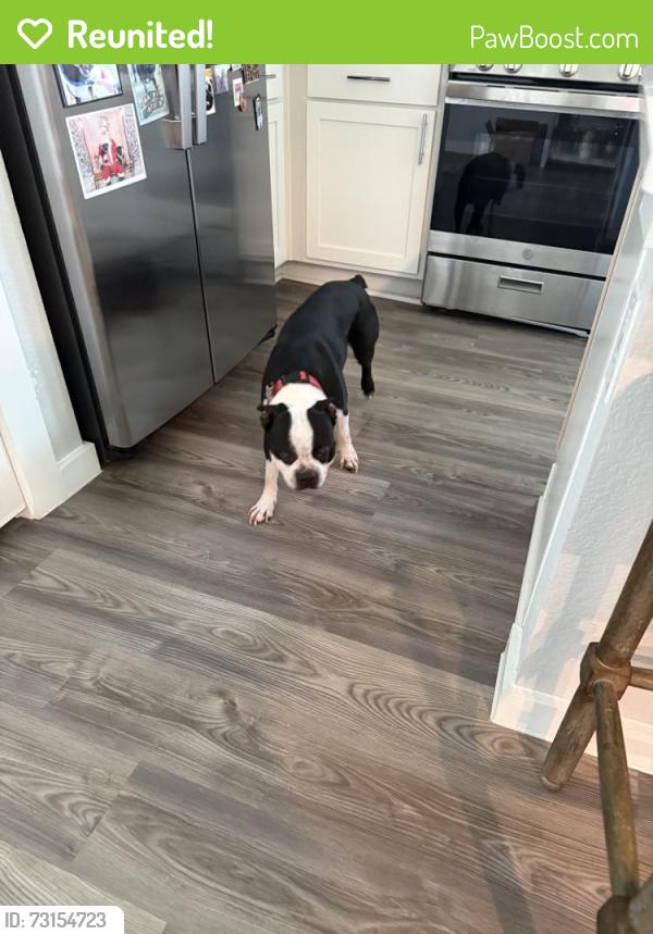 Reunited Male Dog last seen Near Visionary Dr, Katy, TX 77493, USA, Katy, TX 77493
