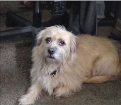 Lost Male Dog last seen 63rd st & Blue Ridge Cutoff, Raytown, MO 64133