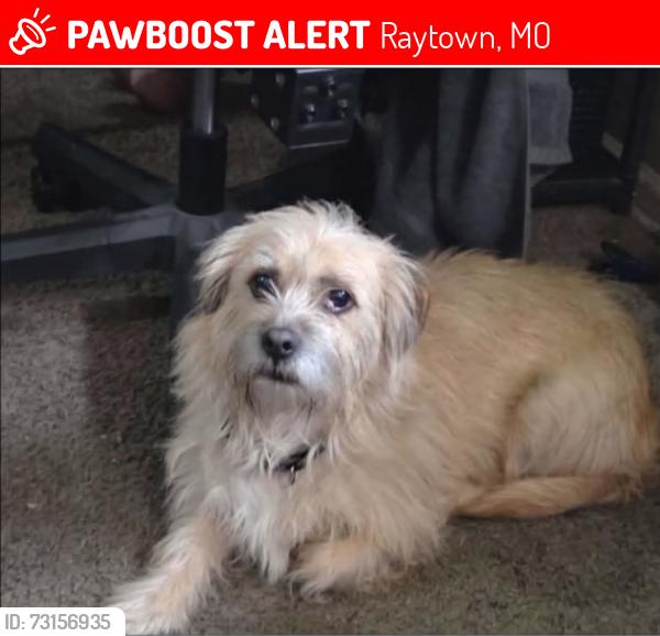 Lost Male Dog last seen 63rd st & Blue Ridge Cutoff, Raytown, MO 64133