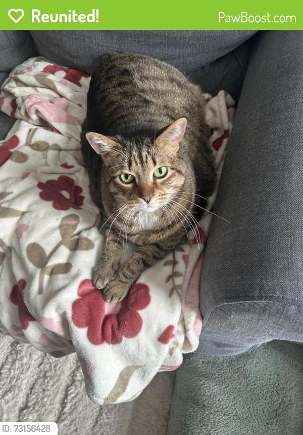 Reunited Male Cat last seen Whitley Road, Pleasant Road by Pleasant Knoll Elementary, Fort Mill, SC 29708