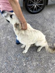 Found/Stray Female Dog last seen On Janvier near Rue Des Babineaux, Scott, LA 70583